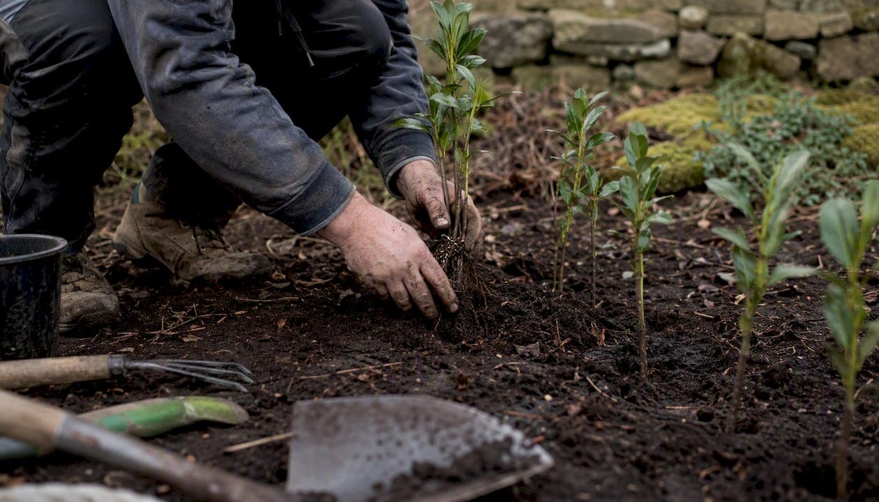Best privacy hedge plants for Irish gardens: 2026 guide