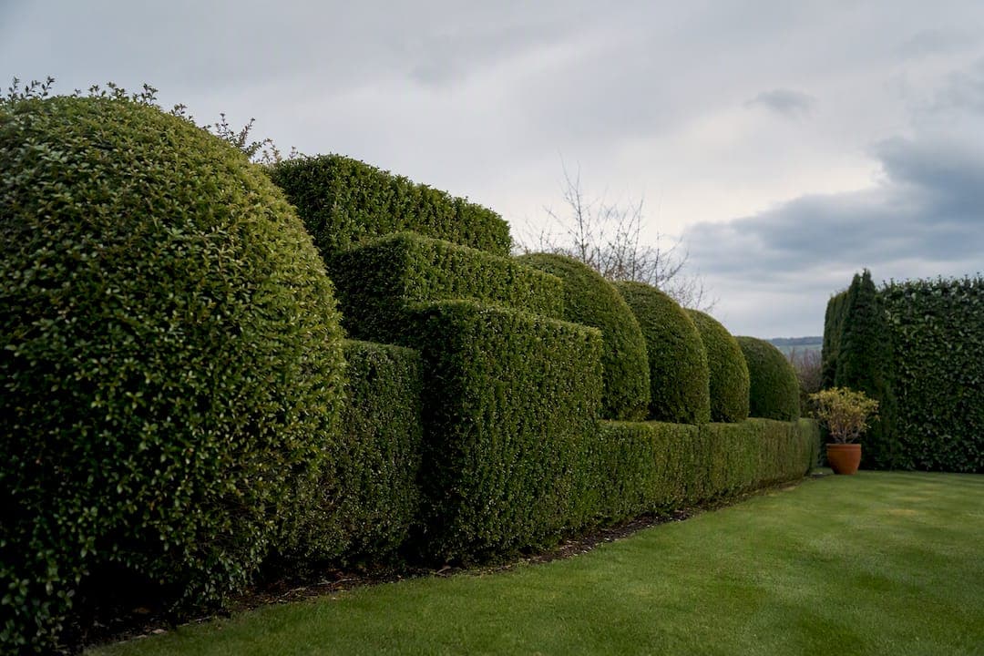 10 hedge topiary ideas for homeowners: plant, timing, upkeep
